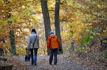 Fototapeta premium zwei frauen gehen mit ihren hunden im herbstlichen Binger Wald
