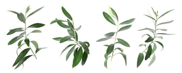 Naklejka na ściany i meble Set with green olive twigs and leaves on white background