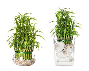 Set with lucky bamboo on white background. Houseplant care