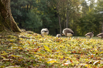 Park im Herbst mit Kanadagänsen