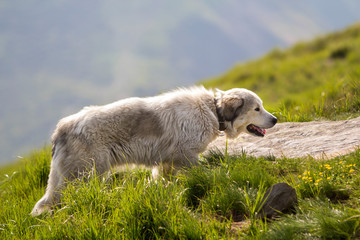 Big white shaggy grown clever shepherd dog walking alone on steep green grassy rocky mountain meadow on sunny summer day on copy space background of dark blue foreboding evening sky.