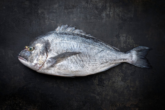 Fresh saltwater gilthead seabream as top view on a black rustic background with copy space