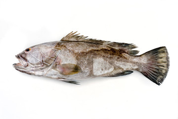 Fresh saltwater white grouper as top view on white background with copy space – isolated