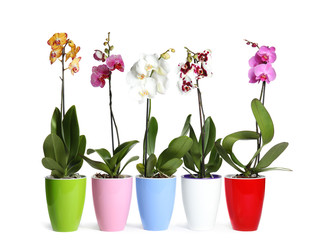Beautiful tropical orchid flowers in pots on white background