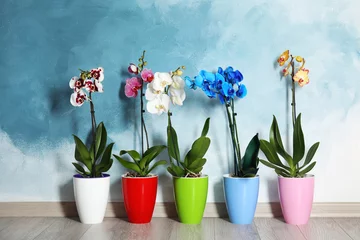Photo sur Plexiglas Orchidée Belles fleurs d& 39 orchidées tropicales dans des pots sur le sol près du mur de couleur