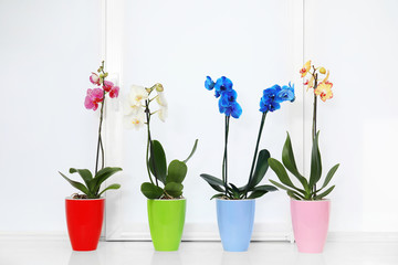 Beautiful tropical orchid flowers in pots on windowsill