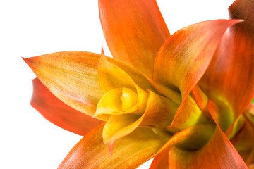 Blooming orange bromeliad flower close up isolated on white background