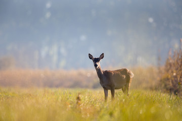 Hind in high grass