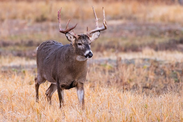 White-tailed Buck. Wild Deer on the High Plains of Colorado