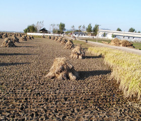 Reisgarben auf Feld