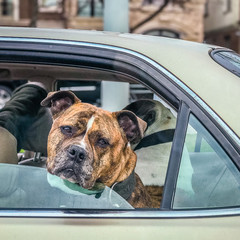 Serious dog with Head out Window in moving car