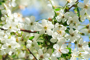 Branch of cherry tree blossom. White flowers on a tree.
