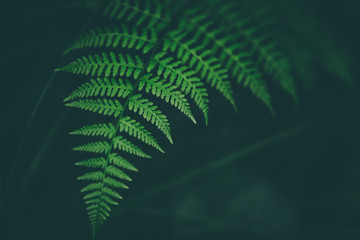 Fresh fern macro image. Horizontal orientation.