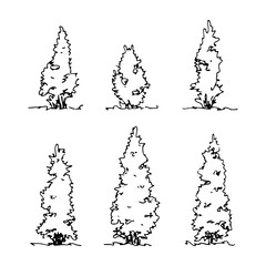 Set of hand drawn sketch thuja. Architect tree. Isolated shrubbery on transparent backdrop