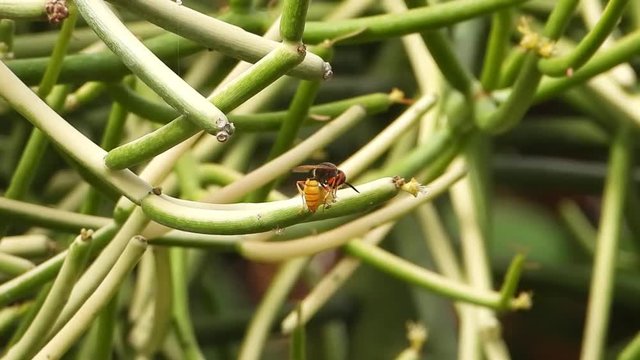 Beewolf wasp drinking nectar from a flower of the pencil cactus, leafless spurge (Euphorbia Aphylla).