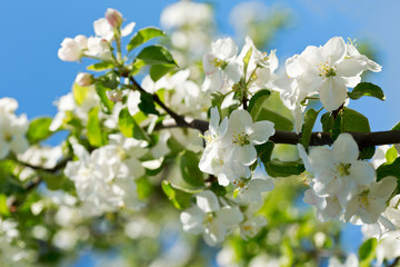 Fototapeta premium Branch of apple tree blossom