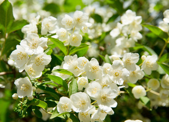 jasmine flowers in a garden