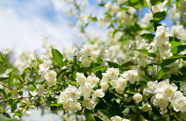 jasmine flowers in a garden