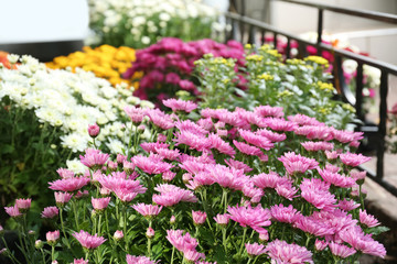 View of fresh beautiful colorful chrysanthemum flowers outdoors