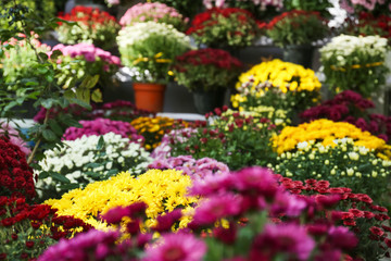 Fototapeta na wymiar View of fresh beautiful colorful chrysanthemum flowers outdoors