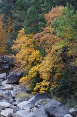 Yosemite Fall Leaves
