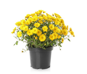 Pot with beautiful colorful chrysanthemum flowers on white background