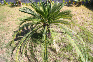 palm bush in garden