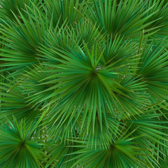 Colorful naturalistic silhouette of leaf Libistones of Chinese, Southern palm. Vector Illustration