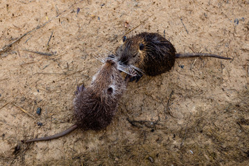 Little nutria play with each other
