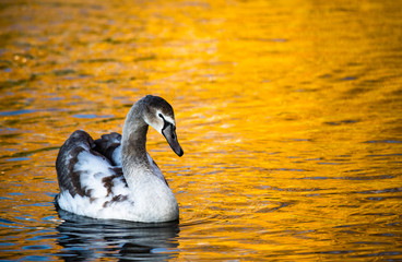 Swan on gold lake water autumn nature yellow