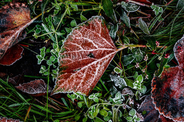 Frost morning on rusty red autumn leaves