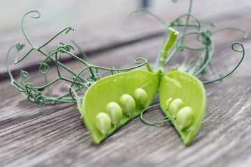 Open pea pod on a rustic old wooden table, curved tendrils
