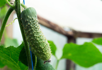 Young cucumbers growing on a branch in a greenhouse