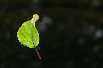 A green leaf floating on water. Dark background. 
