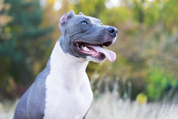 Obraz premium portrait cute dog blue american staffordshire terrier pit bull puppy in outdoor settings