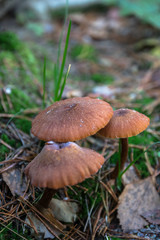 Mushroom picking. Collecting mushrooms in the forest in autumn in nature. Dissimilar mushroom grows. russula emetica, mushroom with an orange cap, toad, brown mushroom, swamps.