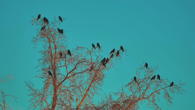 flock of birds crows blue sky autumn taking off from a tree. a flock of crows black bird dry tree. birds ravens in the sky. a flock of crows lifestyle concept