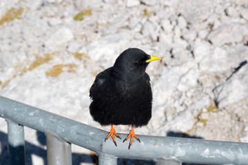 Alpine Chough posing on handrail on Dachstein, Schladming, Austria