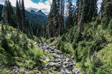 Fototapeta na wymiar stream in forest Washington State