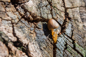 Last autumn mushroom