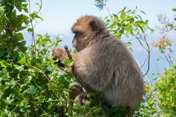 Berberaffe, Gibraltar, Britisches Überseegebiet