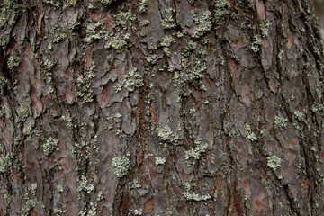 Pine's natural pattern close-up