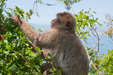 Berberaffe, Gibraltar, Britisches Überseegebiet