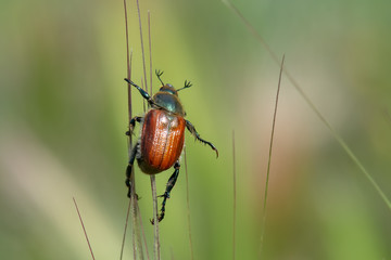 beetle on leaf