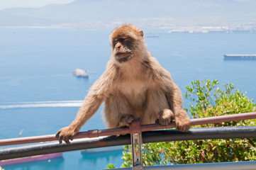 Berberaffe, Gibraltar, Britisches Überseegebiet