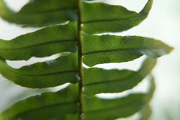Sword Fern Leave.