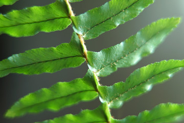 Sword fern green leaf background.