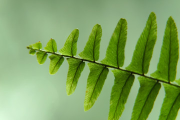 Sword Fern Leave.