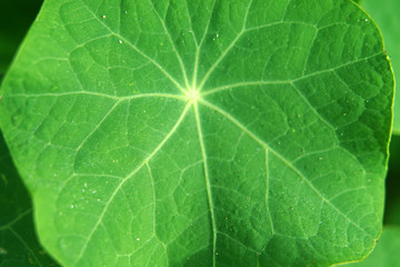 Green leaves background.