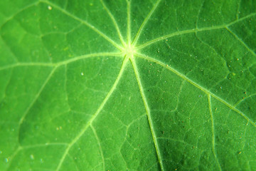 Green leaf texture.